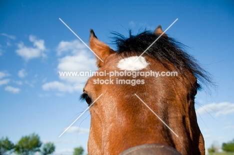 Arabian close up - ears back