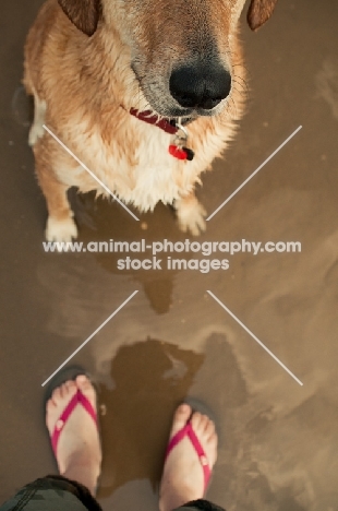 obedient dog on beach