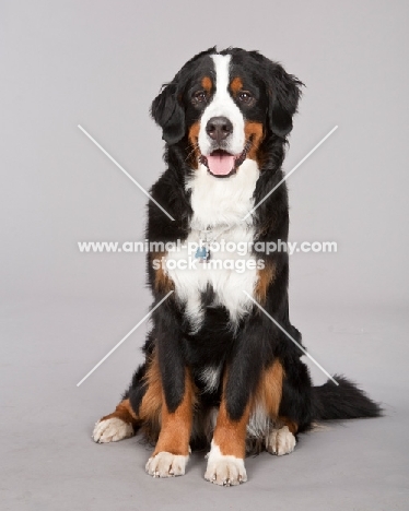 Bernese Mountain Dog (Berner Sennenhun) on grey background, sitting down