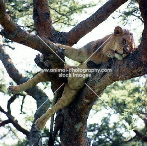 lion resting on a branch in queen elizabeth national park