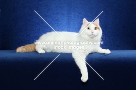 Turkish Van resting on bright blue background