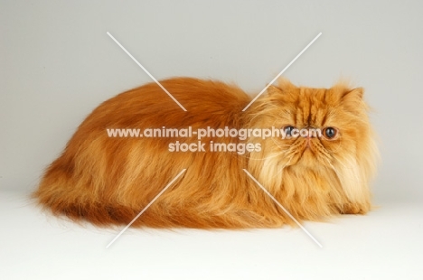 red Persian on grey background