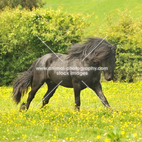 Fell pony running in field