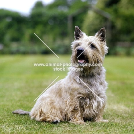 cairn terrier in pet trim sitting on grass