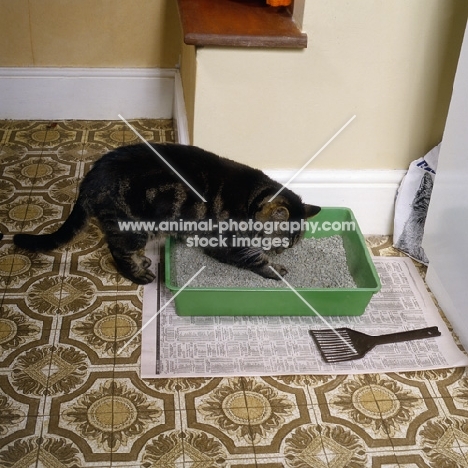 tabby cat digging in litter tray