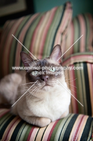 tonkinese cat lying on green striped couch