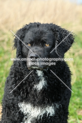 black and white Wetterhound portrait