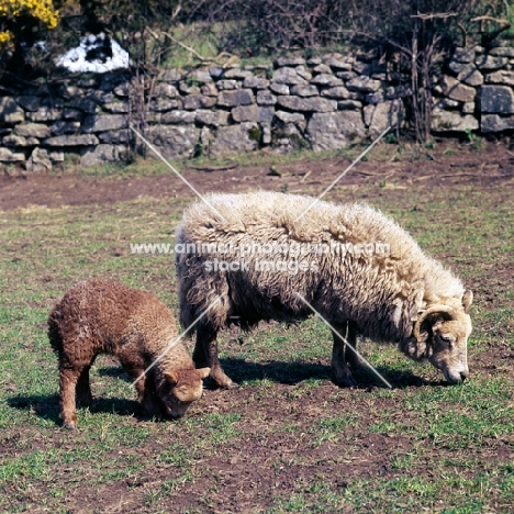 portland ewe and lamb grazing