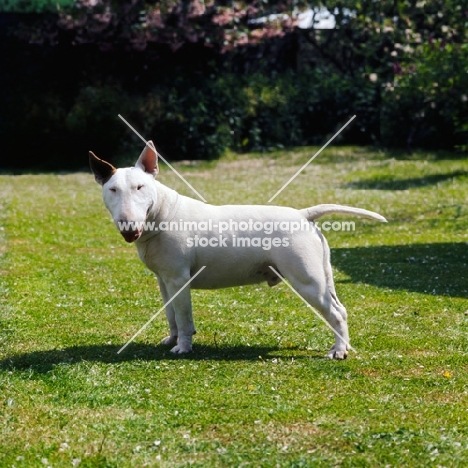 bull terrier in a garden