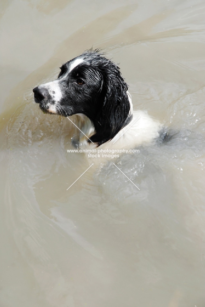 english springer swimming in water
