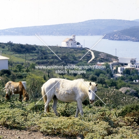 skyros pony mares on skyros island, greece