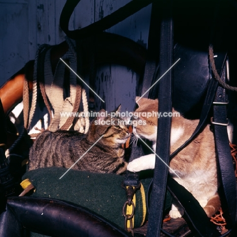 tabby cat and ginger and white cat in tack room