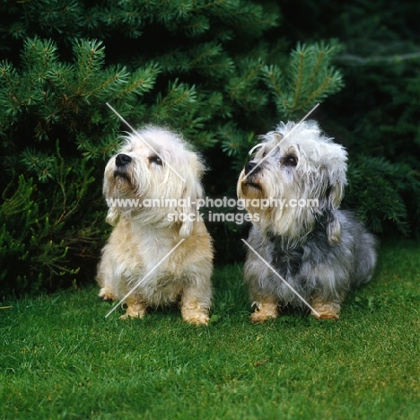 two champion dandie dinmonts looking up