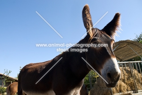 donkey stallion