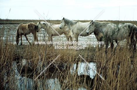 four camargue horses behind rushes