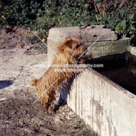 chalkyfield badger  norfolk terrier looking into  water trough