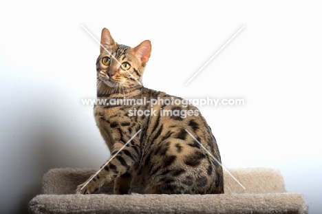 bengal cat sitting on scratch post, white wall on the background