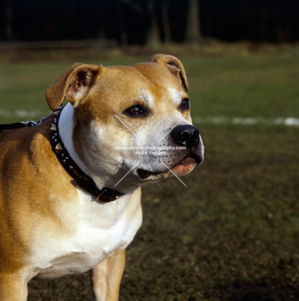 Staffordshire terrier concentrating