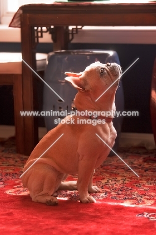 French Bulldog sitting on carpet