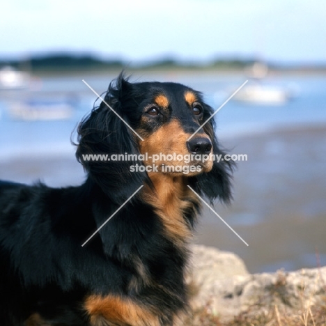 long haired dachshund  head and shoulder 