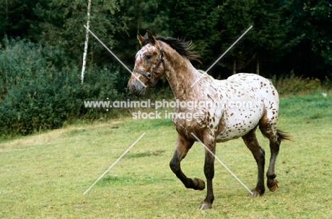 knabstrup mare, lisa-lotte lyshøy trotting