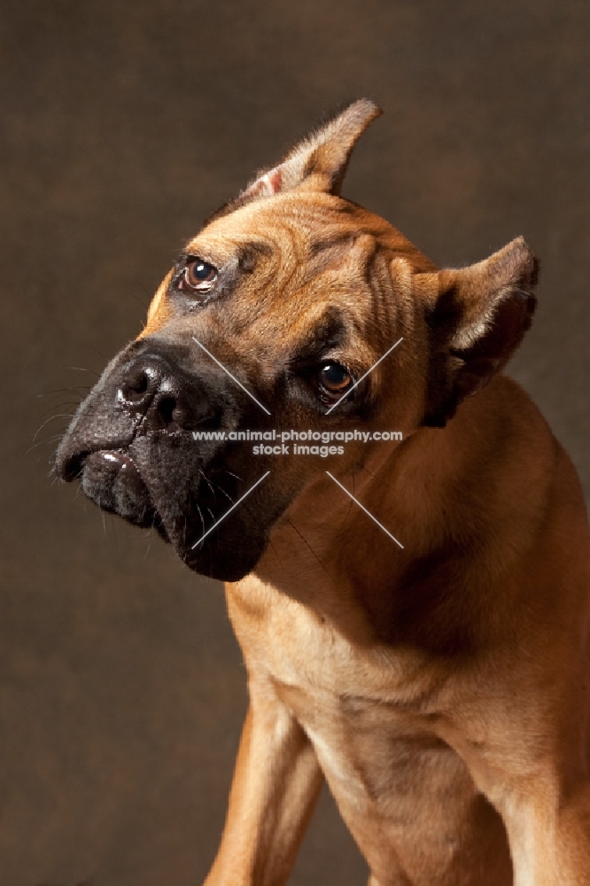 young Cane Corso on brown background