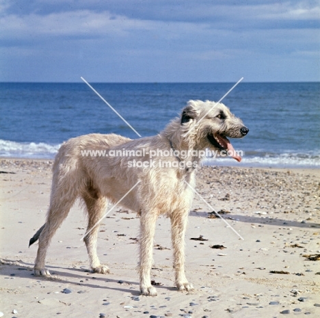 irish wolfhound on beach in ireland