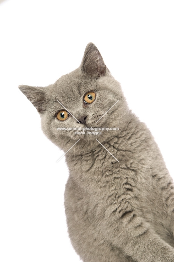british shorthaired kitten looking away, white background