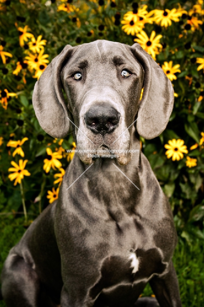 great dane sitting in front of yellow flowers