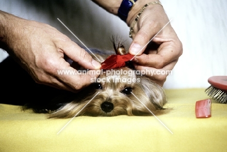 yorshire terrier getting hair done with ribbon