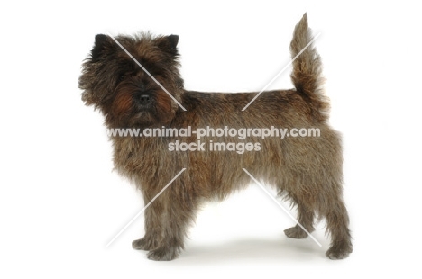 Cairn Terrier side view, on white background