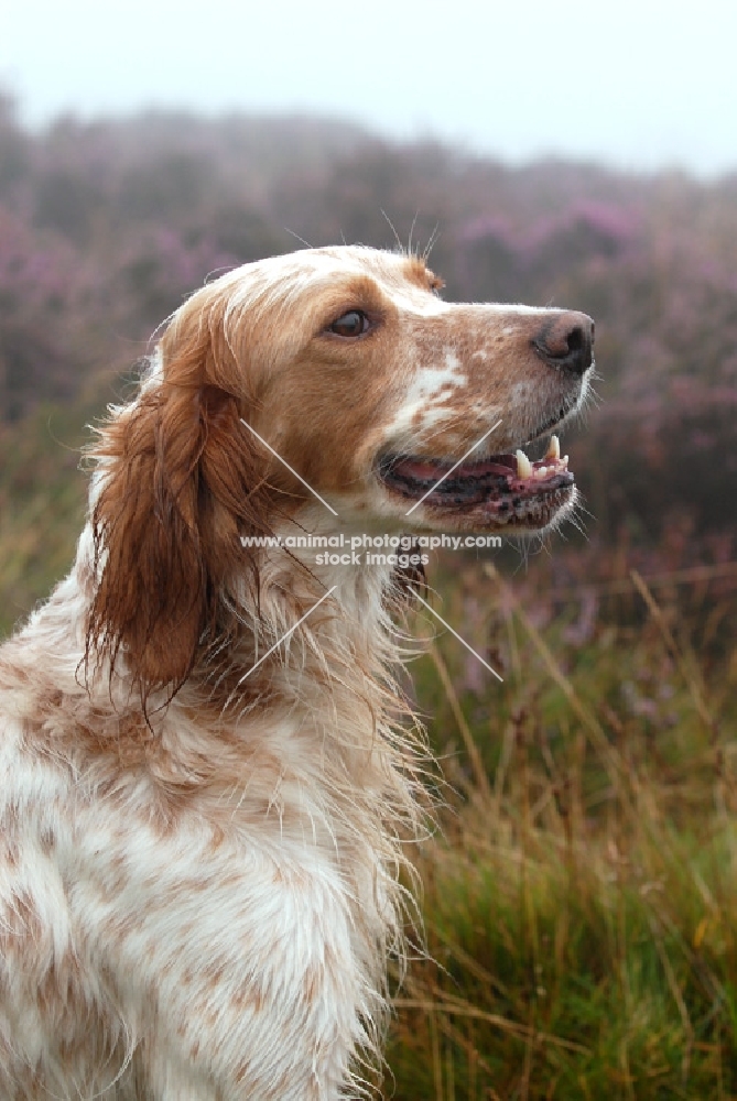 English setter working type in misty moor