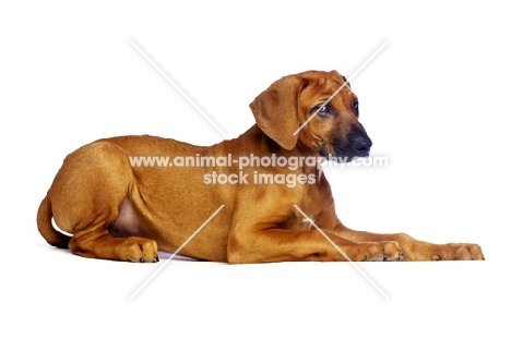 Rhodesian Ridgeback puppy lying down in studio