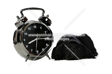 Black Labrador Puppy lying next to a large clock isolated on a white background