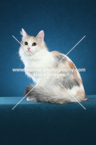 Turkish Van