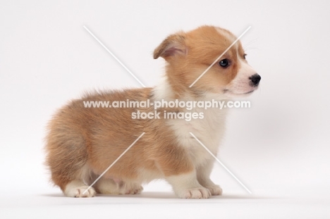 Welsh Corgi Pembroke puppy