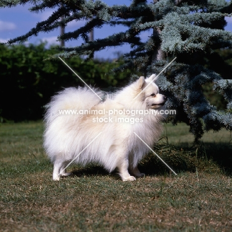 german spitz (klein) standing