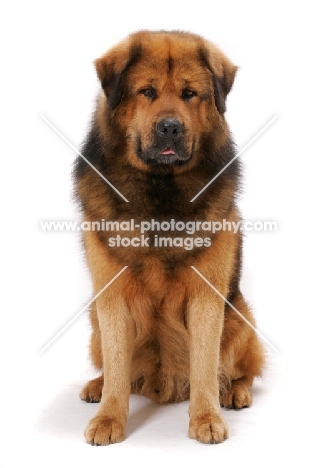 Australian Champion Tibetan Mastiff, sitting down