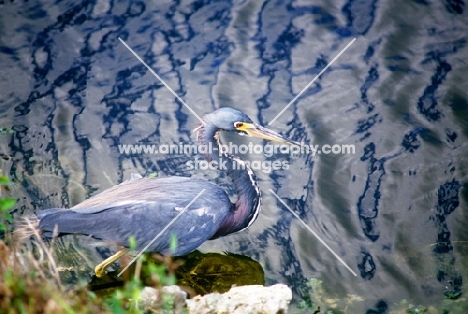 tricolored heron in the everglades