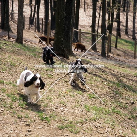 three english cocker spaniels playing in a forest with irish setters in background