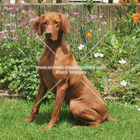 Hungarian Vizsla in garden