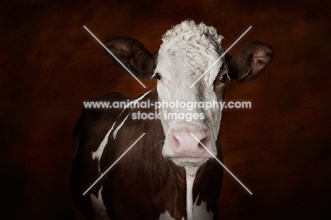 Simmental cow looking at camera