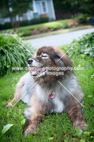 keeshond mix lying in grass with nose in air and eyes closed