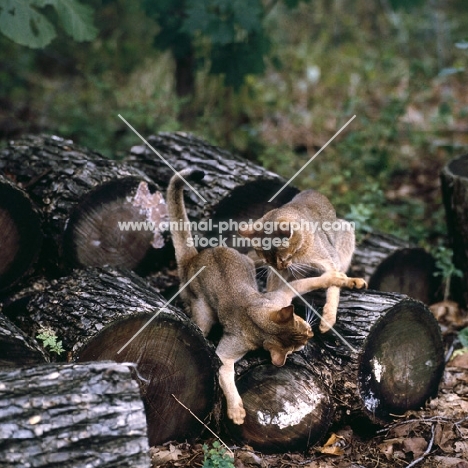 two grand champion abyssinian cats playing on logs in canada