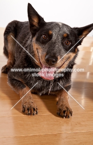 Australian Cattle Dog on wooden floor