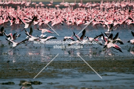 Pink Flamingos on Lake Naivasha in Kenya