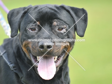 rottweiler that has just had surgery for entropian showing stitch and scarring detail around eyes