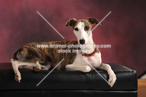 Whippet dog laying on black leather seat