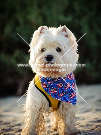 West Highland White Terrier wearing scarf