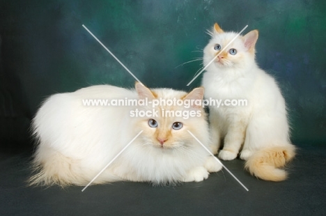 red point birman cat with her kitten